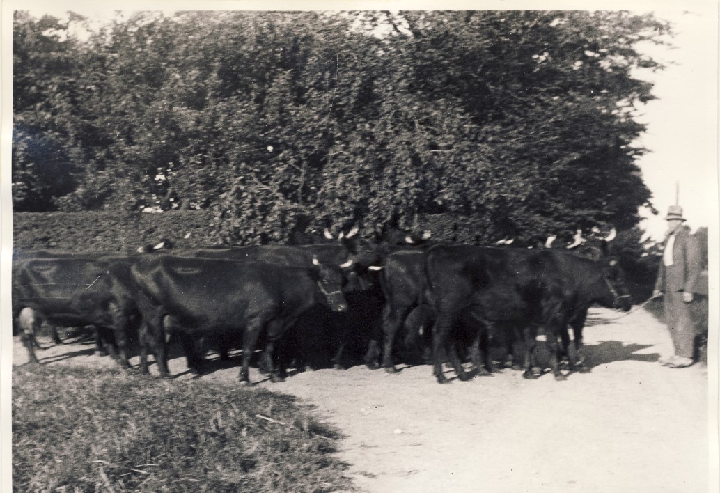 Vilhelm Malling Pedersen Ebbekær trækker køerne på græs.
"Ebbekærgaard" Herringløse. Ca. 1940'erne.
