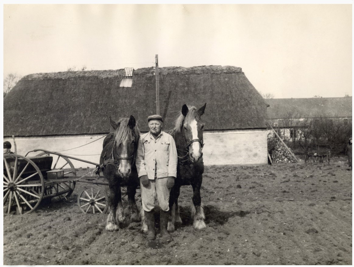 Hans Peter Knudsen med sine to heste Stjerne og Blis er ved at så på marken. 